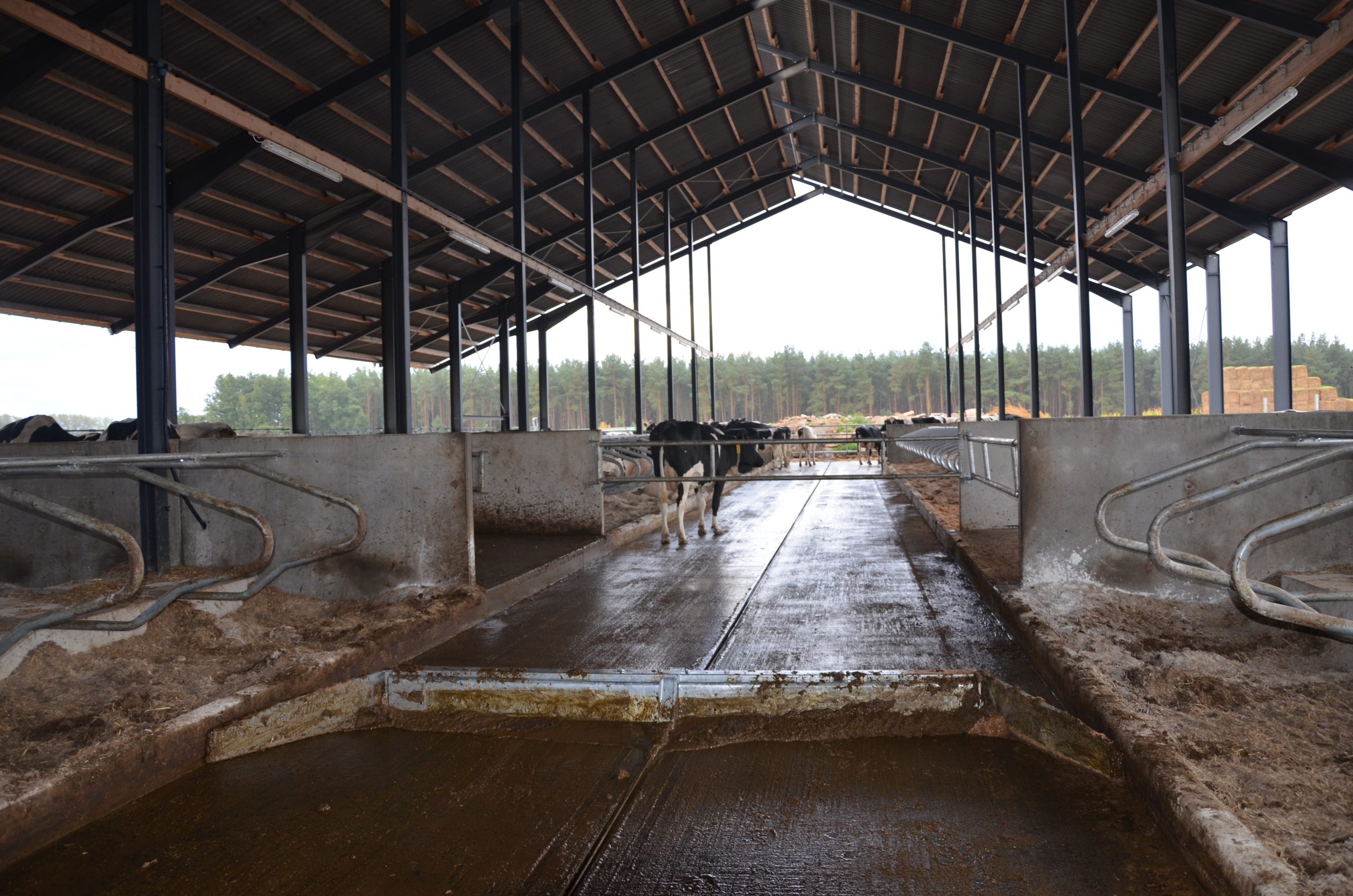 Mėšlo šalinimo skreperis - Image 2