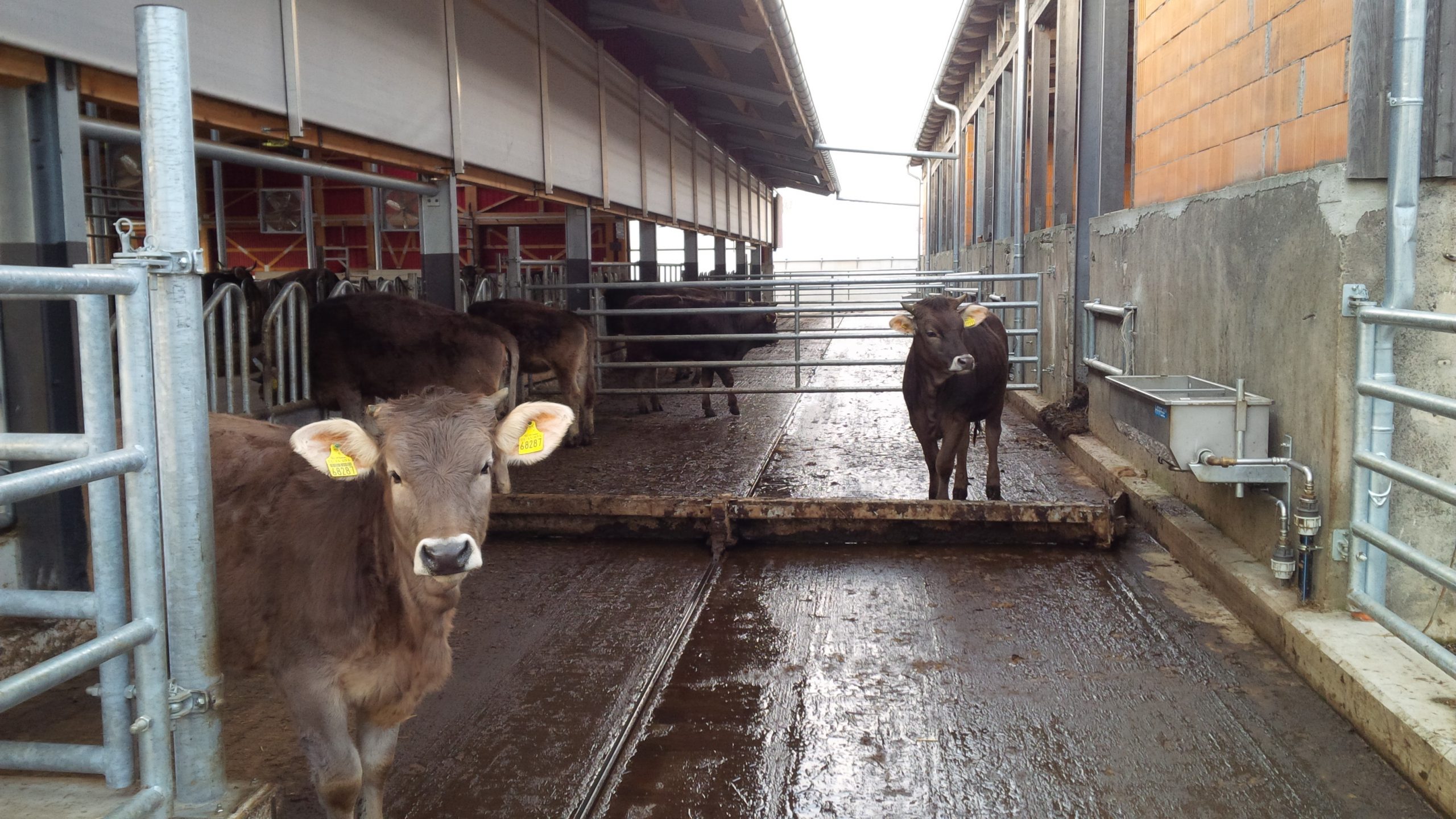 Mėšlo šalinimo skreperis - Image 5