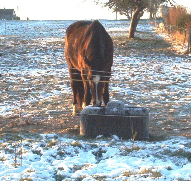 Neužšąlanti girdykla THERMOLAC 75B - Image 5