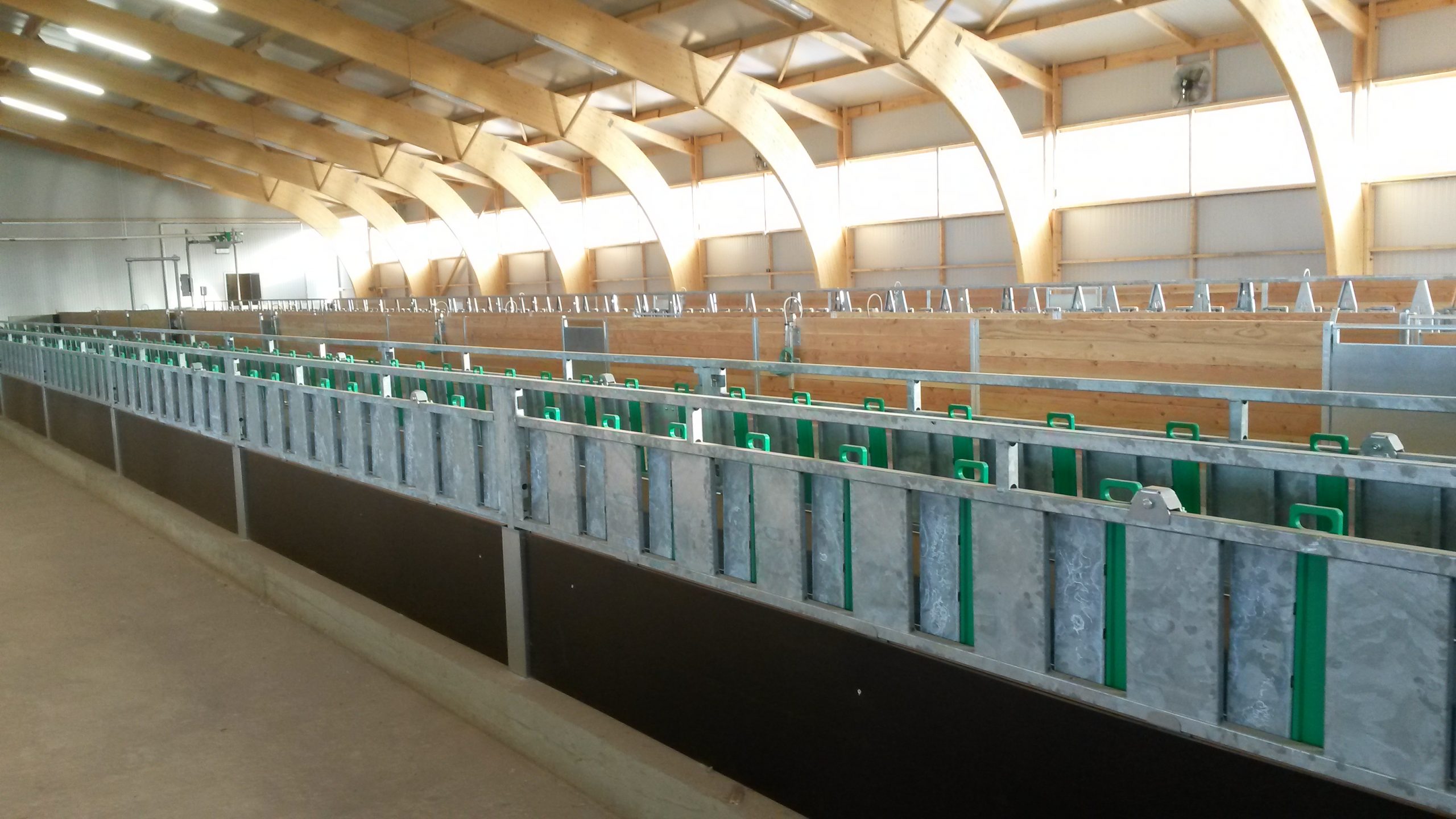 Diržinis šėrimo transporteris avims - Image 2