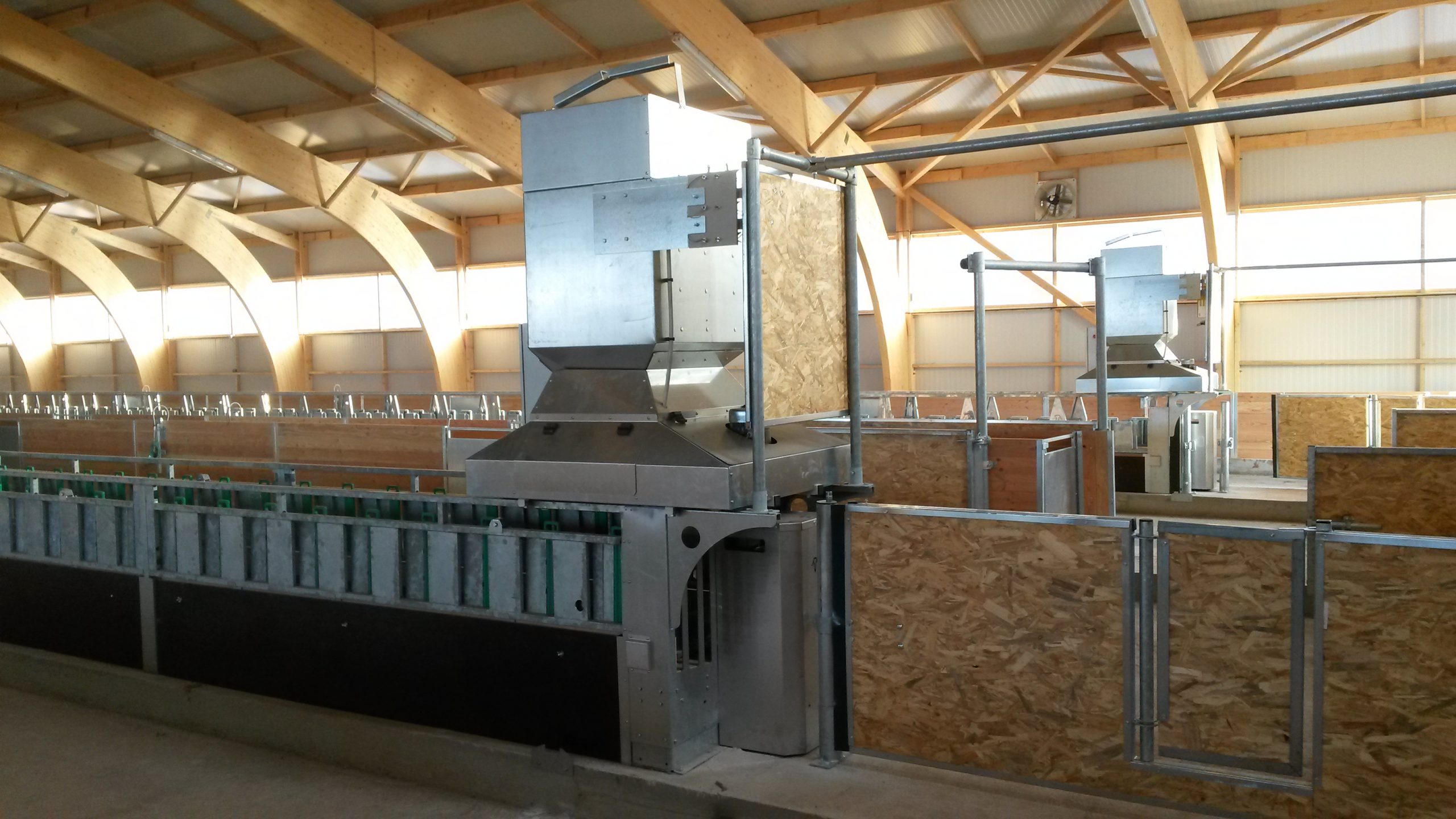 Diržinis šėrimo transporteris avims - Image 3