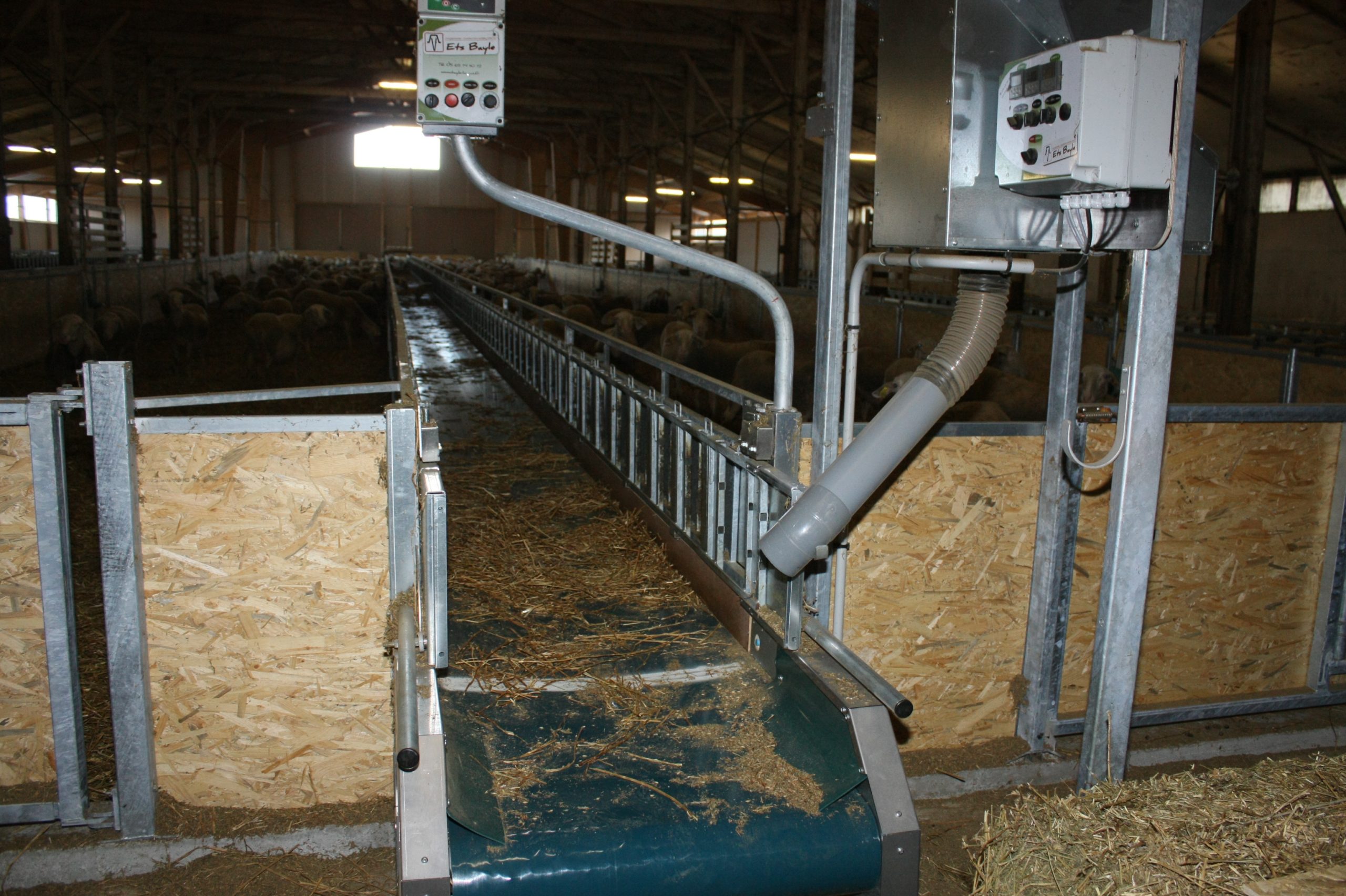 Diržinis šėrimo transporteris avims - Image 5