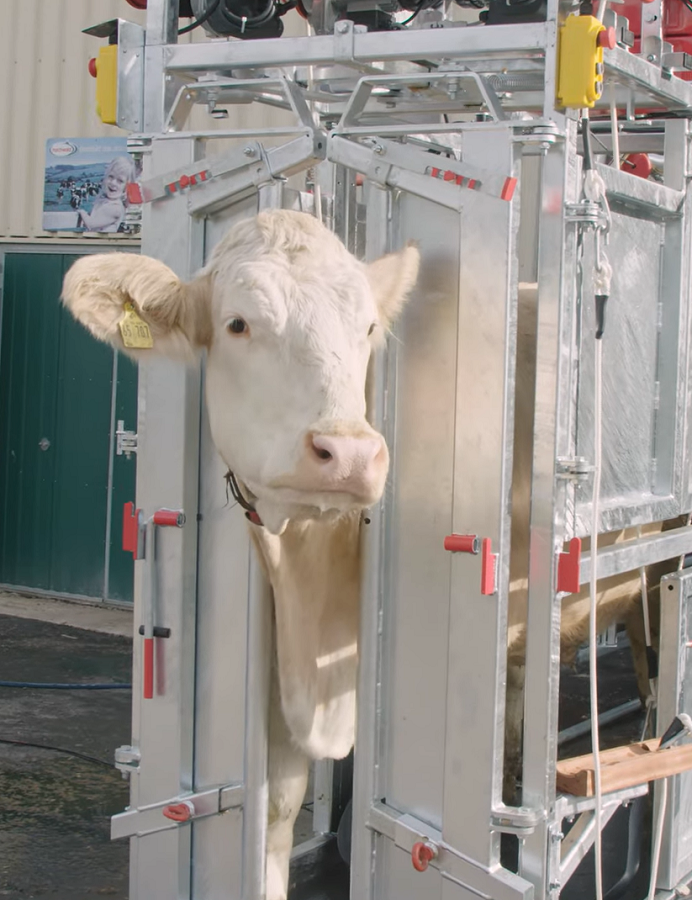 Staklės galvijams su kanopų priežiūra MARECHALLE PM 4600 - Image 3